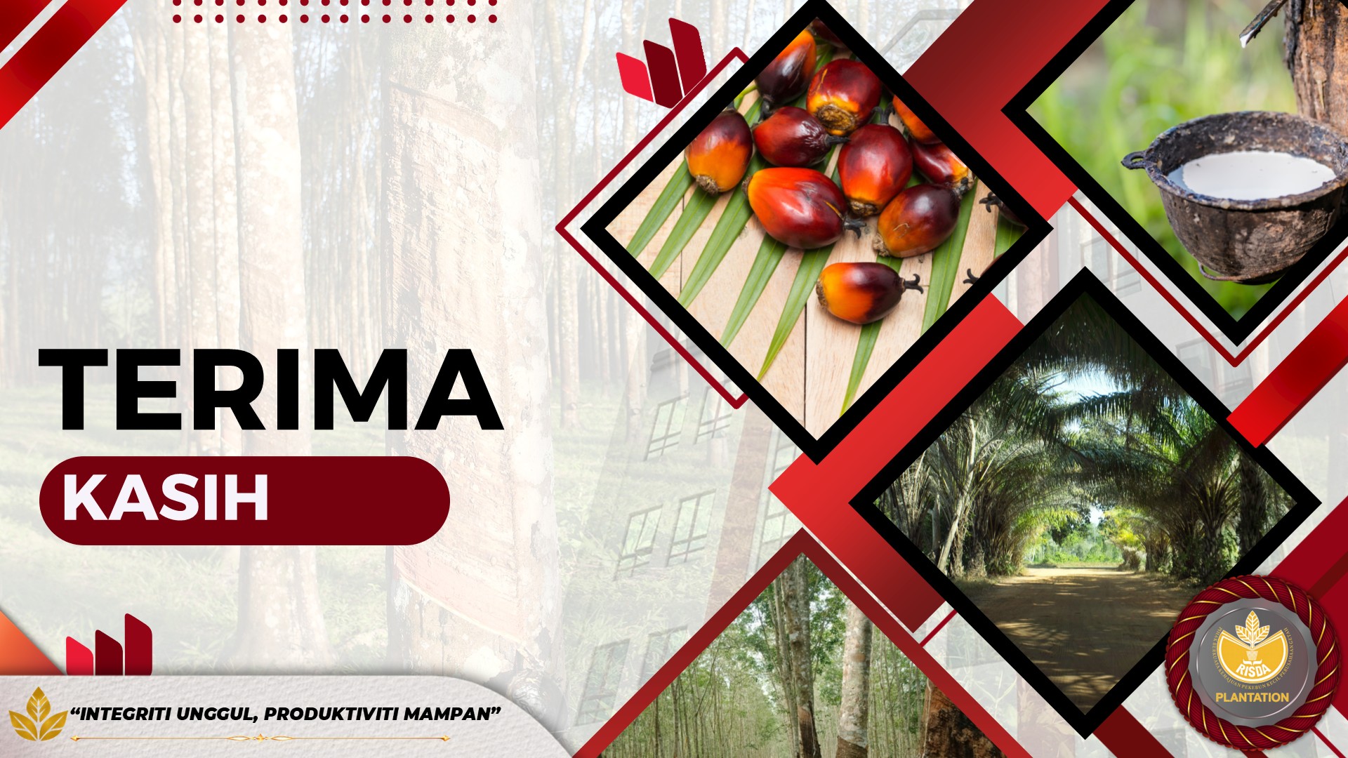 kelapa sawit14