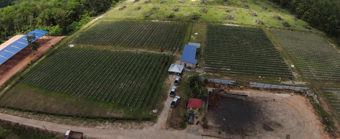 kelapa sawit122