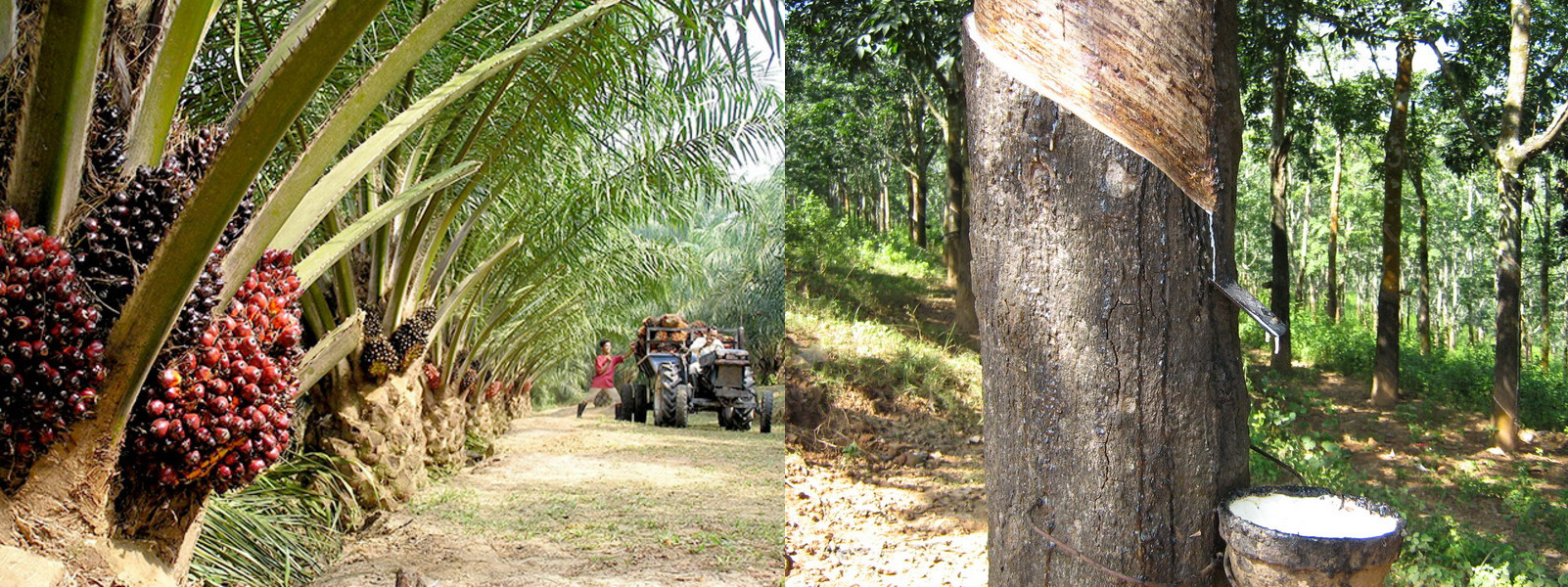 Portal u2014 RISDA Plantation